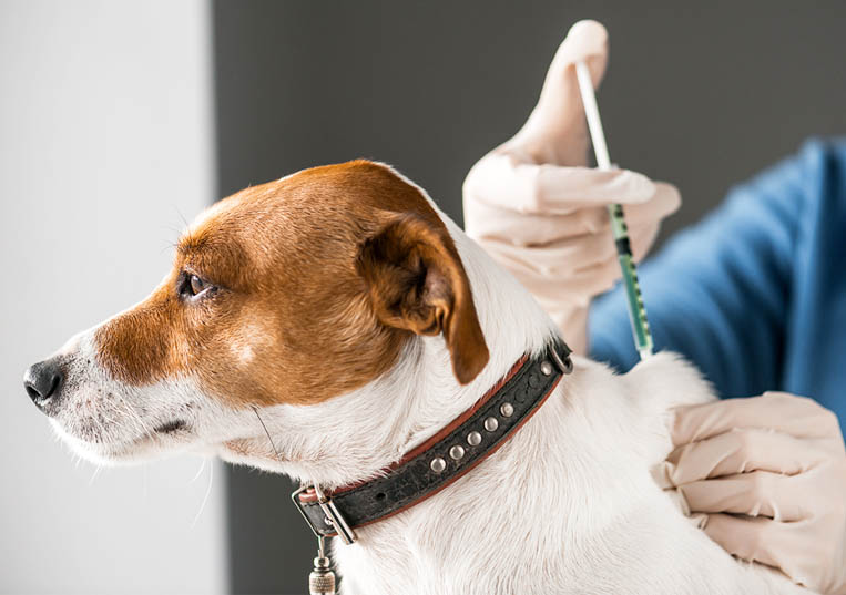 Campanha de vacinação antirrábica e identificação eletrónica de cães 